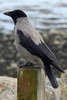 Corneille mantel�e (Corvus cornix) - Irlande