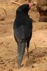 Piapiac africain (Ptilostomus afer) - S�n�gal