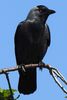 Choucas des tours (Corvus monedula) - Gr�ce
