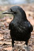Corneille noire (Corvus corone) - France