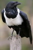 Corbeau pie (Corvus albus) - Ethiopie