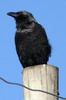 Corbeau d'�dith (Corvus edithae) - Ethiopie