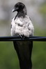 Corneille mantel�e (Corvus cornix) - Norv�ge