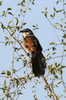 Coucal � sourcils blancs (Centropus superciliosus) - Ethiopie