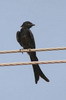 Drongo royal (Dicrurus macrocercus) - Inde