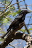 Drongo brillant (Dicrurus adsimilis) - Afrique du Sud
