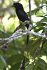 Drongo � raquettes (Dicrurus paradiseus) - Malaisie