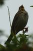 Bruant proyer (Emberiza calandra) - France