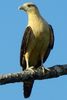 Caracara � t�te jaune (Milvago chimachima) - Costa-Rica