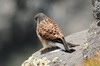 Common Kestrel (Falco tinnunculus) - Canary Islands