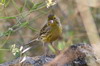 Island Canary (Serinus canaria) - Canary Islands