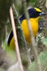 Organiste � bec �pais (Euphonia laniirostris) - Panama