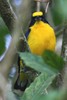 Organiste � bec �pais (Euphonia laniirostris) - Panama