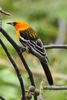 Oriole � dos ray� (Icterus pustulatus) - Mexique