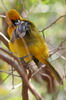Oriole masqu� (Icterus cucullatus) - Mexique