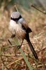 Pie-gri�che � bandeau (Lanius vittatus) - Inde