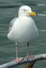 Go�land argent� (Larus argentatus) - Irlande