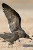 Go�land gris (Larus modestus) - P�rou