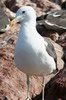 Go�land dominicain (Larus dominicanus) - P�rou