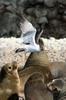 Go�land sim�on (Larus belcheri) - P�rou