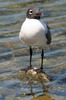 Mouette atricille (Leucophaeus atricilla) - Mexique