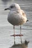Go�land cendr� (Larus canus) - France