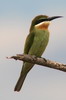 Gu�pier de Madagascar (Merops superciliosus) - Ethiopie