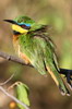 Gu�pier nain (Merops pusillus) - Ethiopie