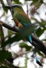Motmot � sourcils bleus (Eumomota superciliosa) - Costa-Rica