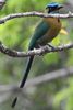 Motmot de Lesson (Momotus lessonii) - Costa-Rica