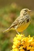 Pipit farlouse (Anthus pratensis) - Irlande