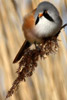 Panure � moustaches (Panurus biarmicus) - France