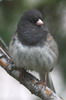 Junco ardois� (Junco hyemalis) - Canada