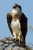 Balbuzard p�cheur (Pandion haliaetus) - S�n�gal