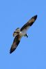 Balbuzard p�cheur (Pandion haliaetus) - Etats-Unis