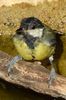M�sange charbonni�re (Parus major) - Espagne