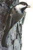 M�sange � t�te noire (Poecile atricapillus) - Canada