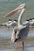 P�lican gris (Pelecanus rufescens) - S�n�gal