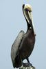 P�lican brun (Pelecanus occidentalis) - Etats-Unis