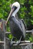P�lican brun (Pelecanus occidentalis) - Mexique