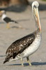 P�lican thage (Pelecanus thagus) - P�rou