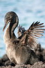 Cormoran apt�re (Phalacrocorax harrisi) - Iles Galapagos