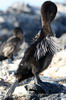 Cormoran apt�re (Phalacrocorax harrisi) - Iles Galapagos