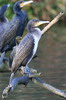 Grand Cormoran (Phalacrocorax carbo) - France