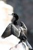 Cormoran vigua (Phalacrocorax brasilianus) - P�rou