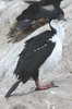 Cormoran imp�rial (Phalacrocorax atriceps) - Argentine