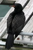 Cormoran couronn� (Microcarbo coronatus) - Afrique du Sud