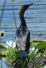 Cormoran pygm�e (Microcarbo pygmaeus) - Roumanie