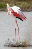 Flamant rose (Phoenicopterus roseus) - France