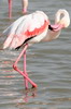 Flamant rose (Phoenicopterus roseus) - France